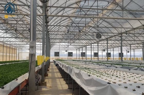 Good price Outdoor Commercial Farming Agriculture Metal Frame Multi Span Large Plastic Greenhouse online