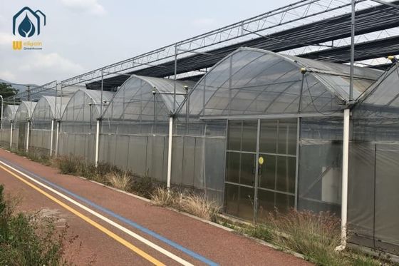Ein guter Preis. Landwirtschaftliche Mehrfachspannung Erdbeeren Gewächshaus Plastikschuppen Tomaten Tunnel Gewächshaus Online
