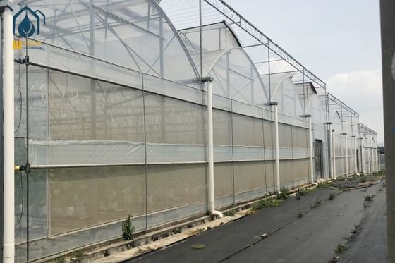Ein guter Preis. Großes, komplettes, wasserdichtes Mehrfach-Span-Gewächshaus für den Anbau von Tomatenpflanzen Online