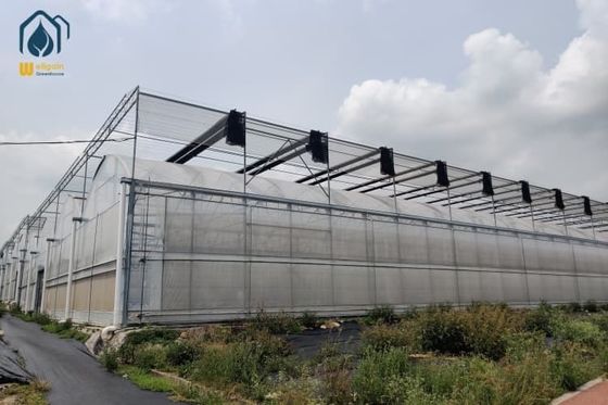 Ein guter Preis. Großes Mehrspann-Gewächshaus im Freien Landwirtschaft Metallrahmen Kunststoff-Gewächshaus Online