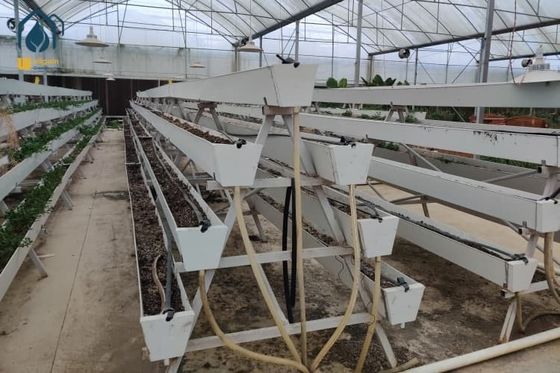 Ein guter Preis. Moderne landwirtschaftliche Erdbeeren-Anbauflächen Gewächshaus PVC-Hydroponische Anbaugeräte Online