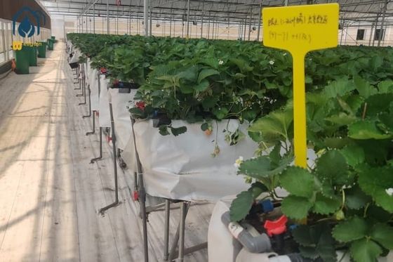 Giá tốt. Trong nhà trồng dâu tây hầm nhà kính PVC Hydroponic Gully Hệ thống trồng dâng trực tuyến
