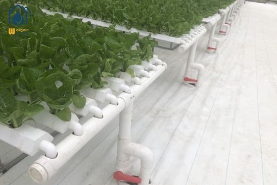 calidad Sistemas hidropónicos de tubería hidropónica de invernadero de PVC plano fábrica