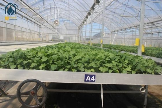 Good price Agriculture Wire Mesh Seed Bench Growing Tables Greenhouse Rolling Benches online