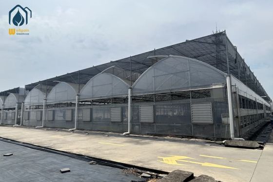 Good price Commercial Multi Span Large Scale Greenhouse With Automatic Watering System online