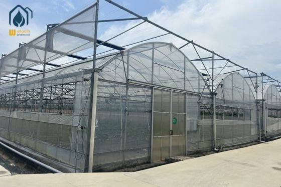 Ein guter Preis. Große Landwirtschaft Multi-Span Film Gewächshaus Anpassbar für den Anbau von Pflanzen Online
