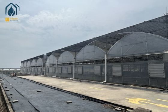 Ein guter Preis. Plastik-Multi-Span-Salat-Gewächshaus für den Anbau von Blattgemüse Online