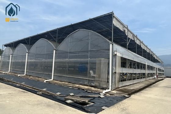 Ein guter Preis. Hydroponisches Mehrspann-Gewächshaus für Gemüseproduktion und Kräuteranbau Online