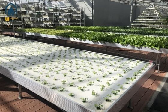 Good price Flood Drain Ebb Flow Greenhouse Seedling Trays Movable Seedbed Raised Bed Planter online