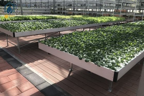 Qualität Hydroponik Ebbe und Flow Rollbänke Gewächshauspflanzendeckel UV-Schutz usine