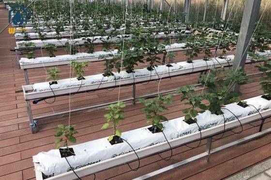 Ein guter Preis. Gewächshaus-Substrat-Rinnen-Anbausystem Hydroponische Plastik-Tomaten-Anbaustelle Online