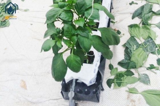 Giá tốt. Hydroponics Nhà kính PP Roll Grow Troughs rau củ Substrate Growing Trough trực tuyến