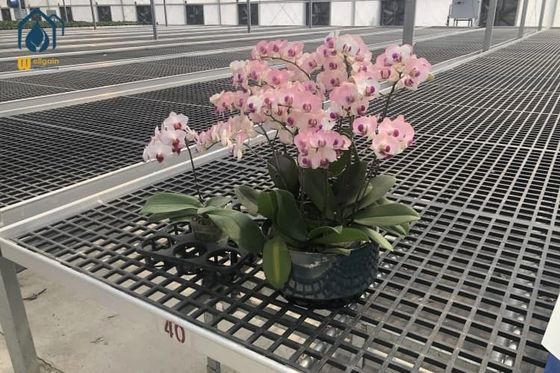 Giá tốt. Đàn đĩa trồng hạt giống hình chữ nhật có thể di chuyển để trồng và phát triển trực tuyến