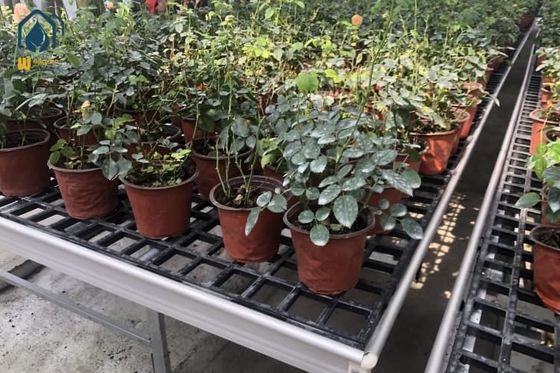 Ein guter Preis. Dauerhafte Flachplatten Treibhausbänke mit Saatbett und UV-geschützten Wachstumstischen Online