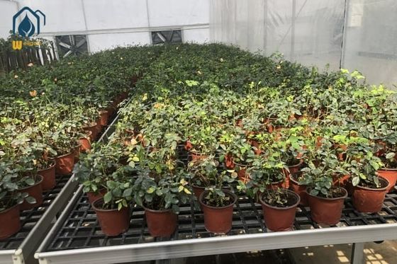 Good price Greenhouse PP Sheet Hydroponic Flood Tray Nursery Rolling Bench Trays online