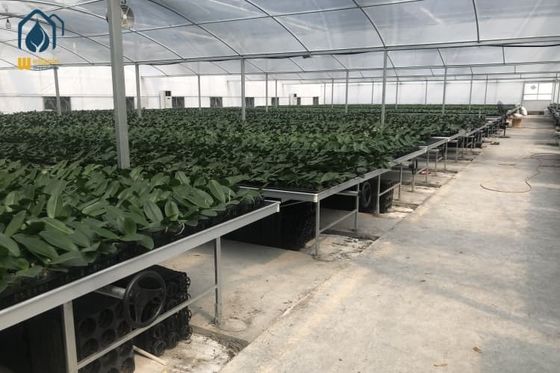 Ein guter Preis. Hydroponische Kunststoff-Samenpflanzschachtel für Gemüse Blumen Obstpflanzung Online
