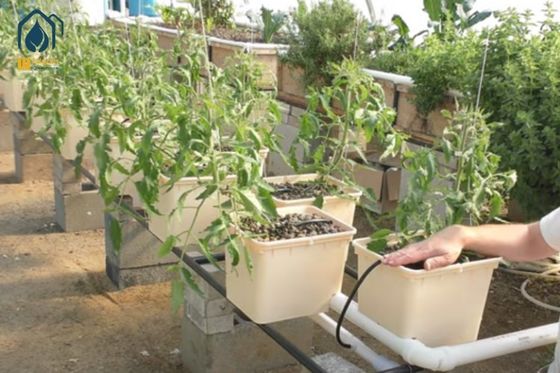 Ein guter Preis. DWC Hydroponischer Dutch Bucket Clone Aeroponischer Bucket RDWC-System für Weinstomaten Online