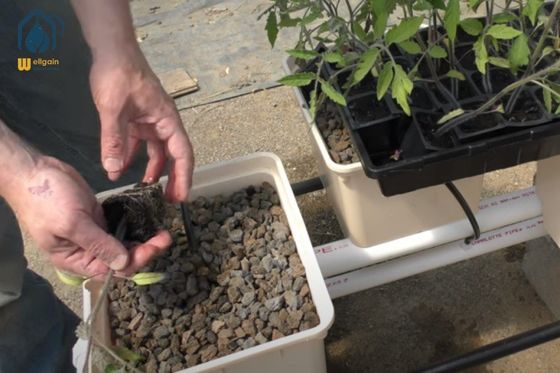 Ein guter Preis. Quadratische Plastik Tomate Dutch Bucket Hydroponisches Anbausystem für Gewächshäuser Online