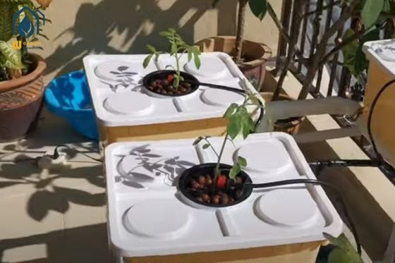 Ein guter Preis. Gewächshaus PP Hydroponisches Dutch Bucket System für den Anbau von Tomaten Online