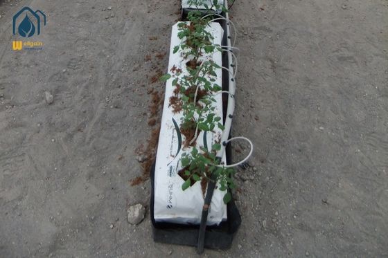 Ein guter Preis. Tomatenhydroponische PP-Rollen Gemüsepflanzen in der modernen Landwirtschaft Online