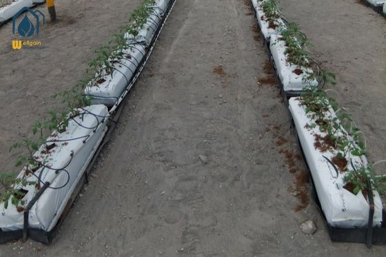 Ein guter Preis. Hydroponische Nährstoffe Pflanzungen in Trough PP Roll Growing Gutter für Tomaten Online