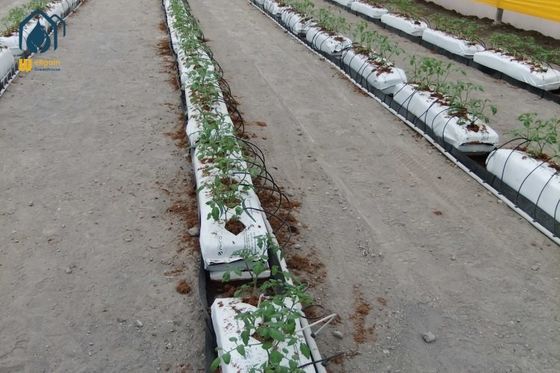 Ein guter Preis. Gewächshaus-Schwarzpflanztrog PP Roll Hydroponisches PP Wachstumsrinnen für nachhaltige Landwirtschaft Online