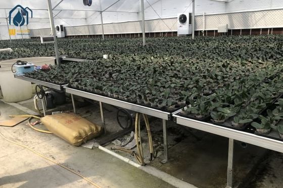 Good price Agricultural Seedling Plastic Nursery Tray Rolling Bench Mesh Mobile Tables Grow Tray online