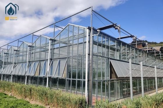 Un buen precio. Invernadero de vidrio de gran tamaño para uso agrícola de múltiples estadios Invernadero hidropónico comercial en línea