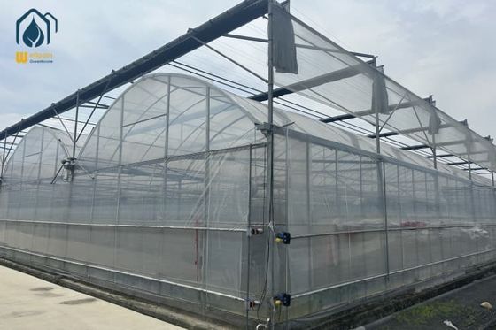 calidad Invernadero multi-espacio para el cultivo de tomates y verduras con película fábrica
