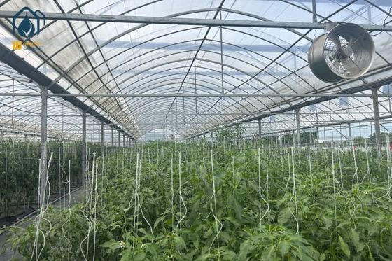 Un bon prix. Serre multi-étendue pour la culture de tomates et de légumes avec revêtement par film en ligne