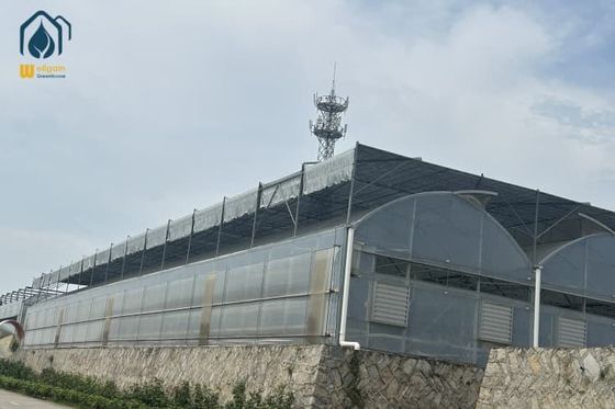 Ein guter Preis. Multi-Span-Gewächshaus-Projektmanagement und fortschrittliche Bewässerung für große Betriebe Online