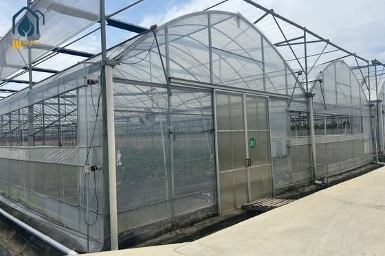chất lượng Hệ thống nhà kính đa chu kỳ cho cà chua và ớt nhà máy sản xuất