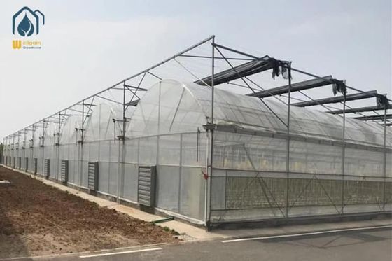 Un bon prix. Dent de scie en plastique tropical poly film pour tomates végétales agricoles en ligne