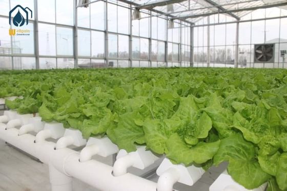 Good price NFT Hydroponic Grow Pipe System For Lettuce And Herbs With Hydroponic NFT Pipe online