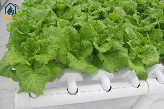 Good price NFT Hydroponic Lettuce Hydroponic System With PVC Tube Hydroponic Setup online
