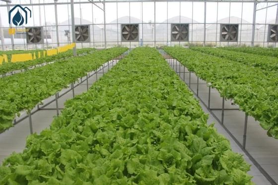 Good price NFT Hydroponic Lettuce Grow Hydroponic System With Vegetable Hydroponic Tubes online