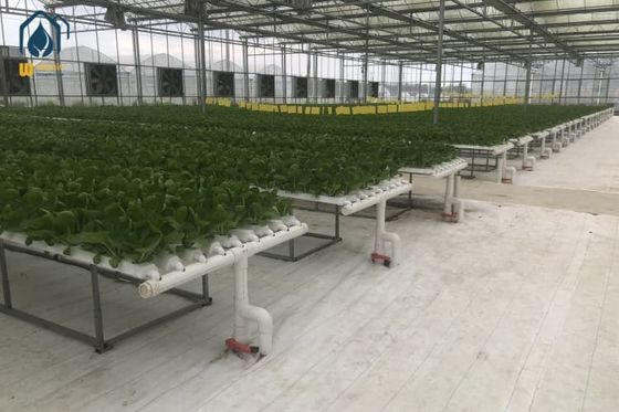 Good price NFT Hydroponic Tube Indoor Planting System With Rapid Nutrient Cycling online