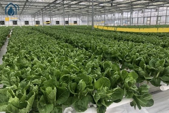 Good price NFT Hydroponic Gully System For Leafy Greens Cultivation online