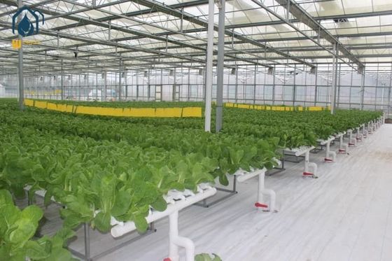 Ein guter Preis. NFT-Hydroponisches Kanal-Innenhydroponisches Anbausystem für Blattgemüse Online