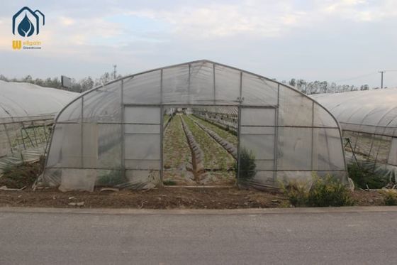 Good price Galvanized Tunnel Greenhouse Year Round Crop Cultivation For Healthier Harvests online