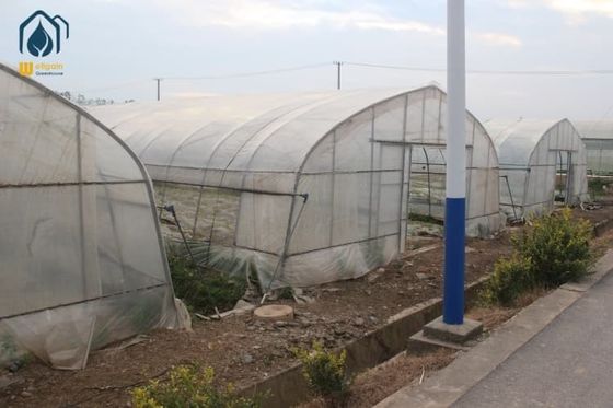 Καλή τιμή. Κλινοκήπιο για τη σήραγγα ντομάτας και θερμοκήπιο για τη σήραγγα λαχανικών σε απευθείας σύνδεση