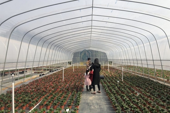Giá tốt. Nhà kính phủ nhựa UV dễ cài đặt cho nông nghiệp thương mại trực tuyến