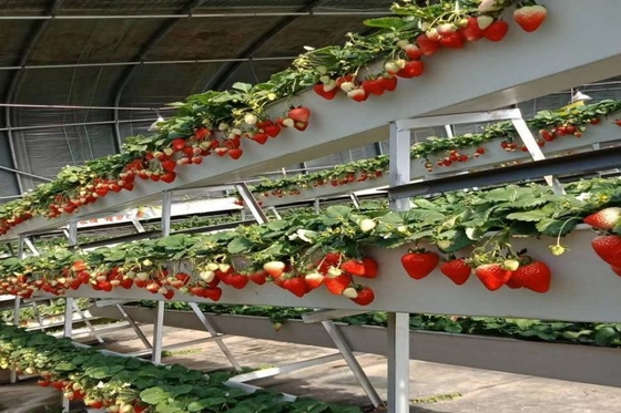 좋은 가격 Soilless Cultivation Planting Trough A Shape Substrate Culture For Strawberry greenhouse 온라인으로